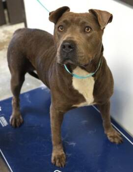 Lee Anne -  Pit Bull Terrier and Mixed Breed Dog for Adoption in Bowling Green, Kentucky - Lee Anne | PetCurious