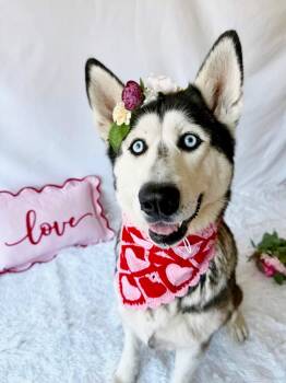 Husky Dogs Available for Adoption - Esme | PetCurious