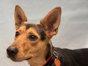 Cleo -  Cattle Dog and German Shepherd Dog Dog for Adoption in Golden Valley, Minnesota - Cleo | PetCurious