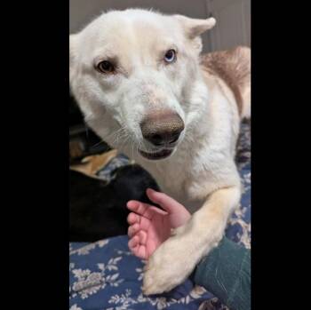 Husky Dogs Available for Adoption - Jett | PetCurious