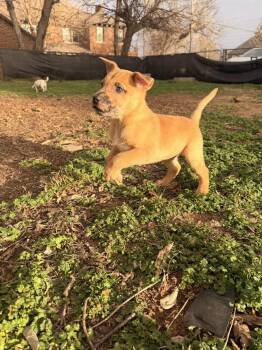 Catahoula Leopard Dog and Mixed Breed Dogs Available for Adoption - Toby Keith | PetCurious