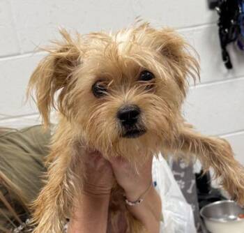 Lenny -  Mixed Breed Dog for Adoption in Kansas City, Missouri - Lenny | PetCurious