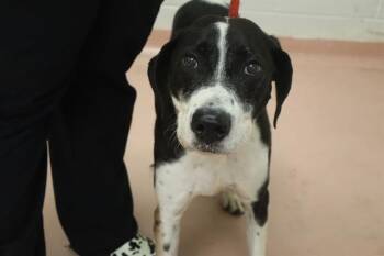 DUKE -  Mixed Breed Dog for Adoption in Columbia, South Carolina - DUKE | PetCurious
