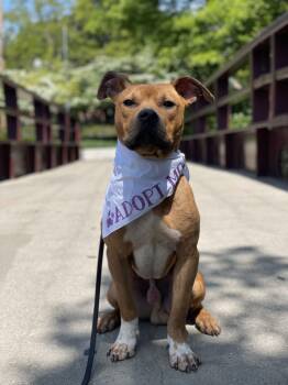 Pit Bull Terrier Dogs Available for Adoption - Dexter | PetCurious