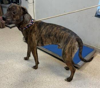 Luka James -  Mixed Breed Dog for Adoption in New York, New York - Luka James | PetCurious