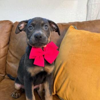 Weimaraner and Labrador Retriever Dogs Available for Adoption in Friendswood, Texas - Sorceress DnD | PetCurious