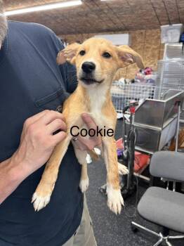 Cookie -  Labrador Retriever and American Eskimo Dog Dog for Adoption in Irwin, Pennsylvania - Cookie | PetCurious