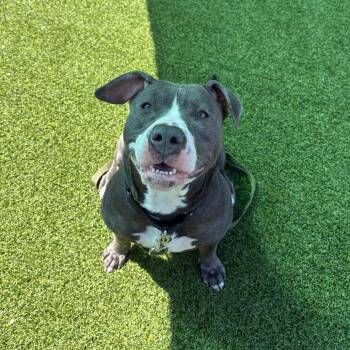 Novella -  Mixed Breed Dog Available for Adoption in Pittsburgh, Pennsylvania - Novella | PetCurious