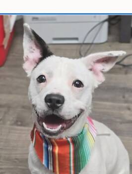 Auggie -  Jack Russell Terrier and French Bulldog Dog Available for Adoption in Boulder, Colorado - Auggie | PetCurious