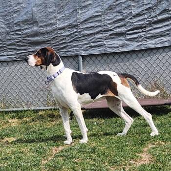 Hound Dogs Available for Adoption in Harrisonburg, Virginia - Marjorie | PetCurious