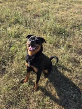 Zola -  Rottweiler Dog for Adoption in Polk, Ohio - Zola | PetCurious
