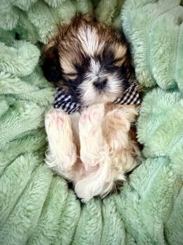 Gouda Little Gooda -  Cairn Terrier and Shih Tzu Dog for Adoption in Friendswood, Texas - Gouda Little Gooda | PetCurious