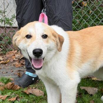 Cooper -  Australian Shepherd and Great Pyrenees Dog for Adoption in Zanesville, Ohio - Cooper | PetCurious