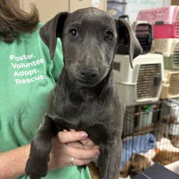 Rescue Labrador Retriever Dogs for Adoption in Columbia, South Carolina - You Remember | PetCurious