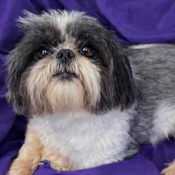 Shih Tzu Dogs Available for Adoption - Lola Jean | PetCurious