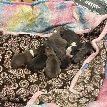 Love Is Like A Butterfly -  Pit Bull Terrier Dog for Adoption in Brentwood, Missouri - Love Is Like A Butterfly | PetCurious