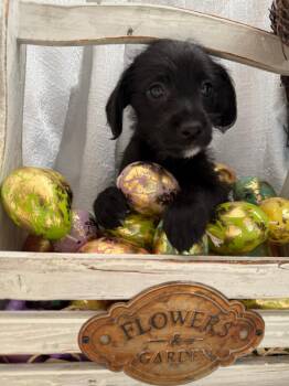 Dachshund Dogs Available for Adoption - Squid - Noodle Pup | PetCurious