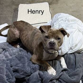 Rescue Pit Bull Terrier and Mixed Breed Dogs for Adoption in Morganfield, Kentucky - Henry | PetCurious