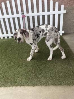 Great Dane Dogs Available for Adoption - HARLEY | PetCurious