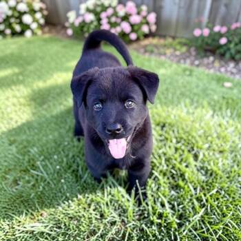 Stitch -  German Shepherd Dog Dog for Adoption in Fort Worth, Texas - Stitch | PetCurious