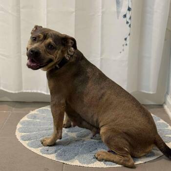 Rescue American Staffordshire Terrier Dogs for Adoption in Seguin, Texas - Hershey | PetCurious