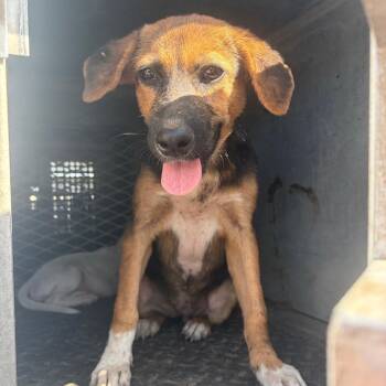 Minnie -  Shepherd Dog for Adoption in Edinburg, Texas - Minnie | PetCurious