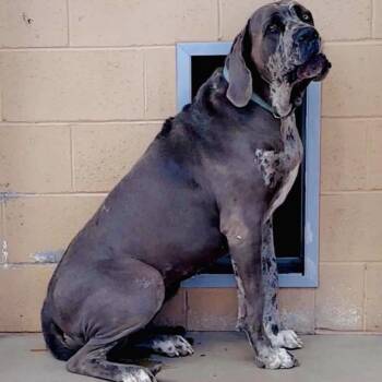 Cookie -  Great Dane and Mastiff Dog for Adoption in Lander, Wyoming - Cookie | PetCurious
