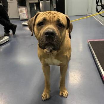 Boerboel Dogs Available for Adoption in Greensboro, North Carolina - RIO | PetCurious