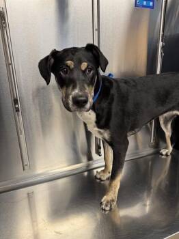Siberian Husky and Pit Bull Terrier Dogs Available for Adoption in Minneapolis, Minnesota - BAMBINITA | PetCurious