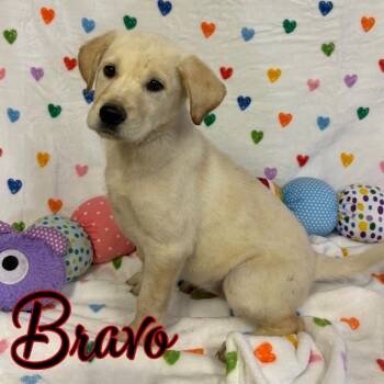 Labrador Retriever and Shepherd Dogs Available for Adoption in Hillsboro, Ohio - Bravo | PetCurious