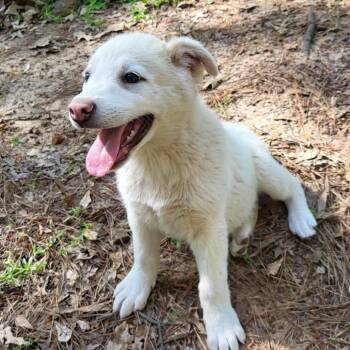 Labrador Retriever Dogs Available for Adoption - Bradley | PetCurious