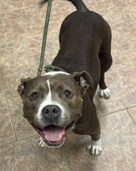 Mulan -  Pit Bull Terrier Dog for Adoption in Littleton, Colorado - Mulan | PetCurious