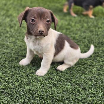 Puppy 2 -  Spaniel and Mixed Breed Dog Available for Adoption in Snyder, Texas - Puppy 2 | PetCurious