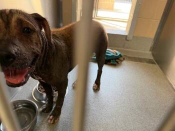 FRANCIS -  Pit Bull Terrier Dog for Adoption in Tustin, California - FRANCIS | PetCurious