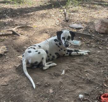Dalmatian Dogs Available for Adoption - Pudgy-Aurora, IN | PetCurious