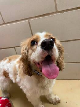 Graham Cracker -  Cocker Spaniel Dog for Adoption in Hamilton, Ohio - Graham Cracker | PetCurious