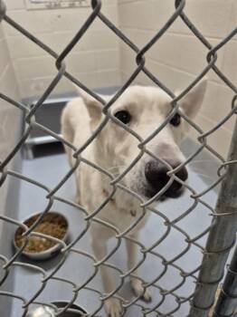 Pen 101 -  Shepherd Dog for Adoption in Lawrenceville, Georgia - Pen 101 | PetCurious