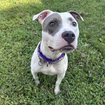 Sadie -  American Staffordshire Terrier Dog for Adoption in Mount Vernon, Indiana - Sadie | PetCurious