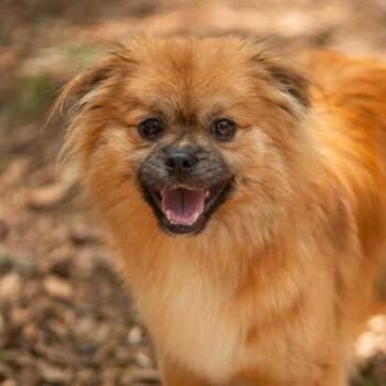 Gigglemug -  Pomeranian Dog for Adoption in Decatur, Georgia - Gigglemug | PetCurious