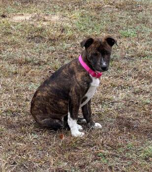 Boxer and Hound Dogs Available for Adoption - Lizzie | PetCurious