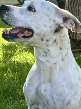 Dottie -  American Staffordshire Terrier Dog for Adoption in Littleton, Colorado - Dottie | PetCurious