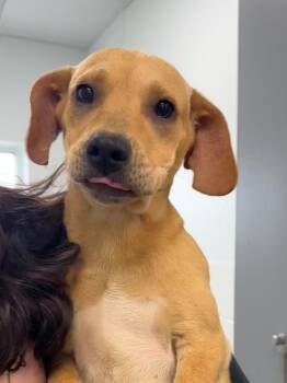 Heidi -  Mixed Breed Dog for Adoption in Lake City, Arkansas - Heidi | PetCurious