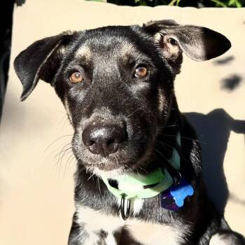 Denali -  Shepherd and Husky Dog for Adoption in Austin, Texas - Denali | PetCurious