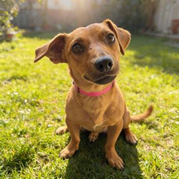 TEDDY -  Dachshund and Chihuahua Dog for Adoption in Chandler, Arizona - TEDDY | PetCurious