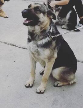 Rescue German Shepherd Dog Dogs for Adoption in San Antonio, Texas - KIRA | PetCurious