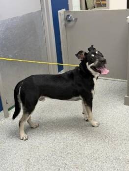 A186653 -  Rottweiler and Mixed Breed Dog for Adoption in Pasadena, Texas - A186653 | PetCurious