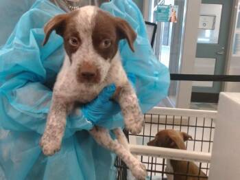 A478951 -  Australian Cattle Dog Blue Heeler Dog for Adoption in Oklahoma City, Oklahoma - A478951 | PetCurious