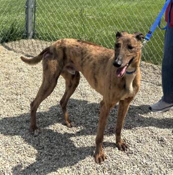 Rescue Greyhound and Coonhound Dogs for Adoption in Westerville, Ohio - Crackerjack | PetCurious
