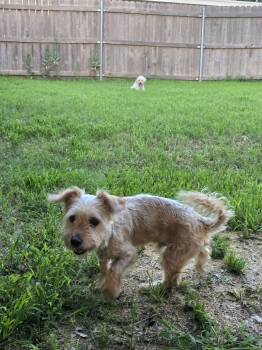 Rescue Yorkshire Terrier and Mixed Breed Dogs for Adoption in Broken Arrow, Oklahoma - Cookie Two Step | PetCurious