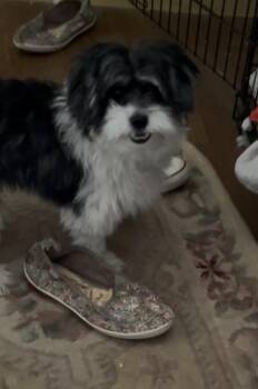 Theo -  Shih Tzu and Terrier Dog for Adoption in East Haddam, Connecticut - Theo | PetCurious